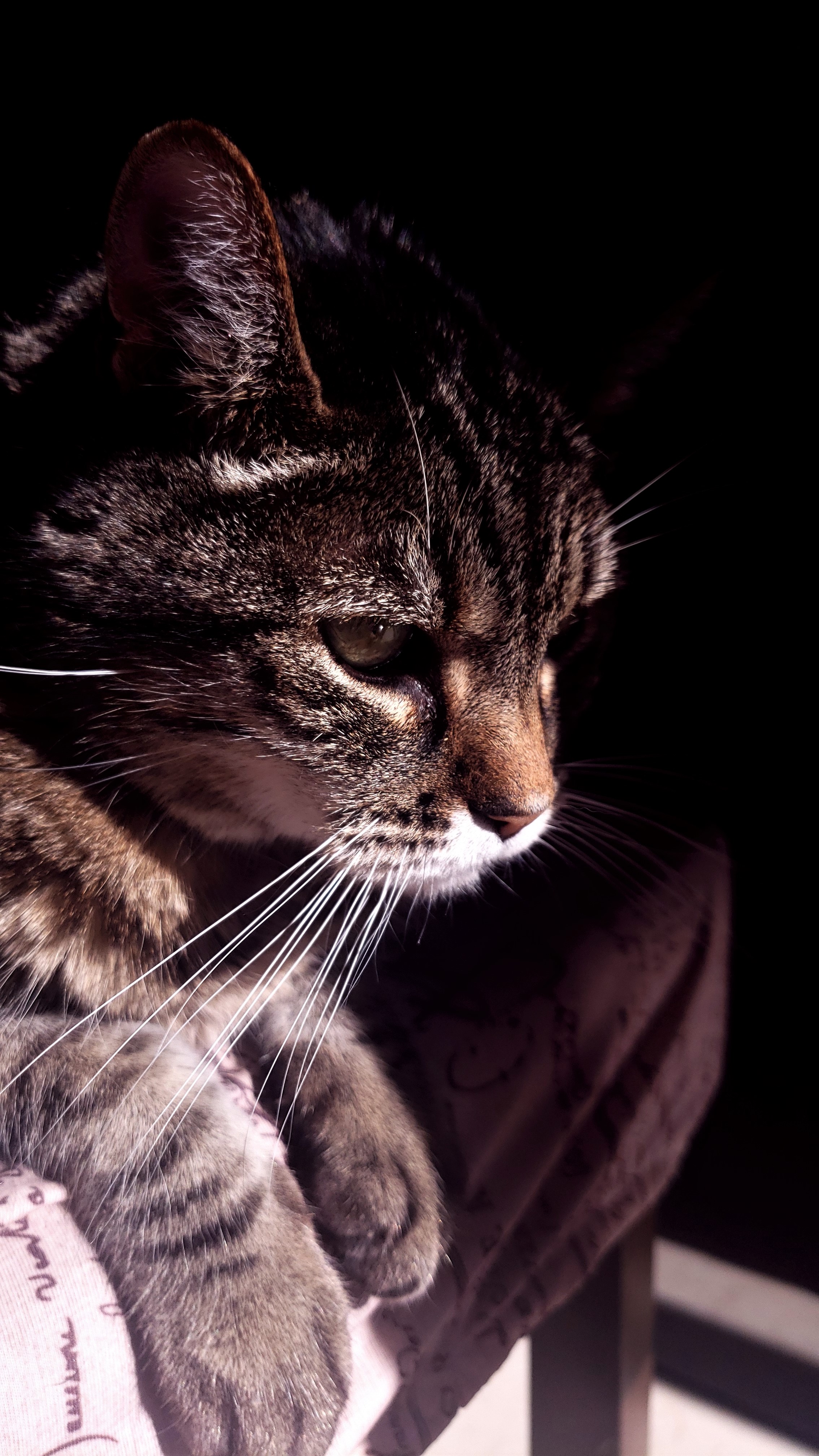 A cat in some sunlight